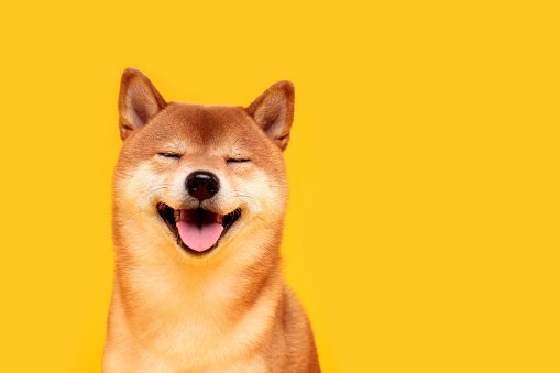 Shiba Inu’s Shibarium Goes Private to Roll Out Massive Update and Increase Security – Will SHIB Price React and Reach $0.000009000? Report
